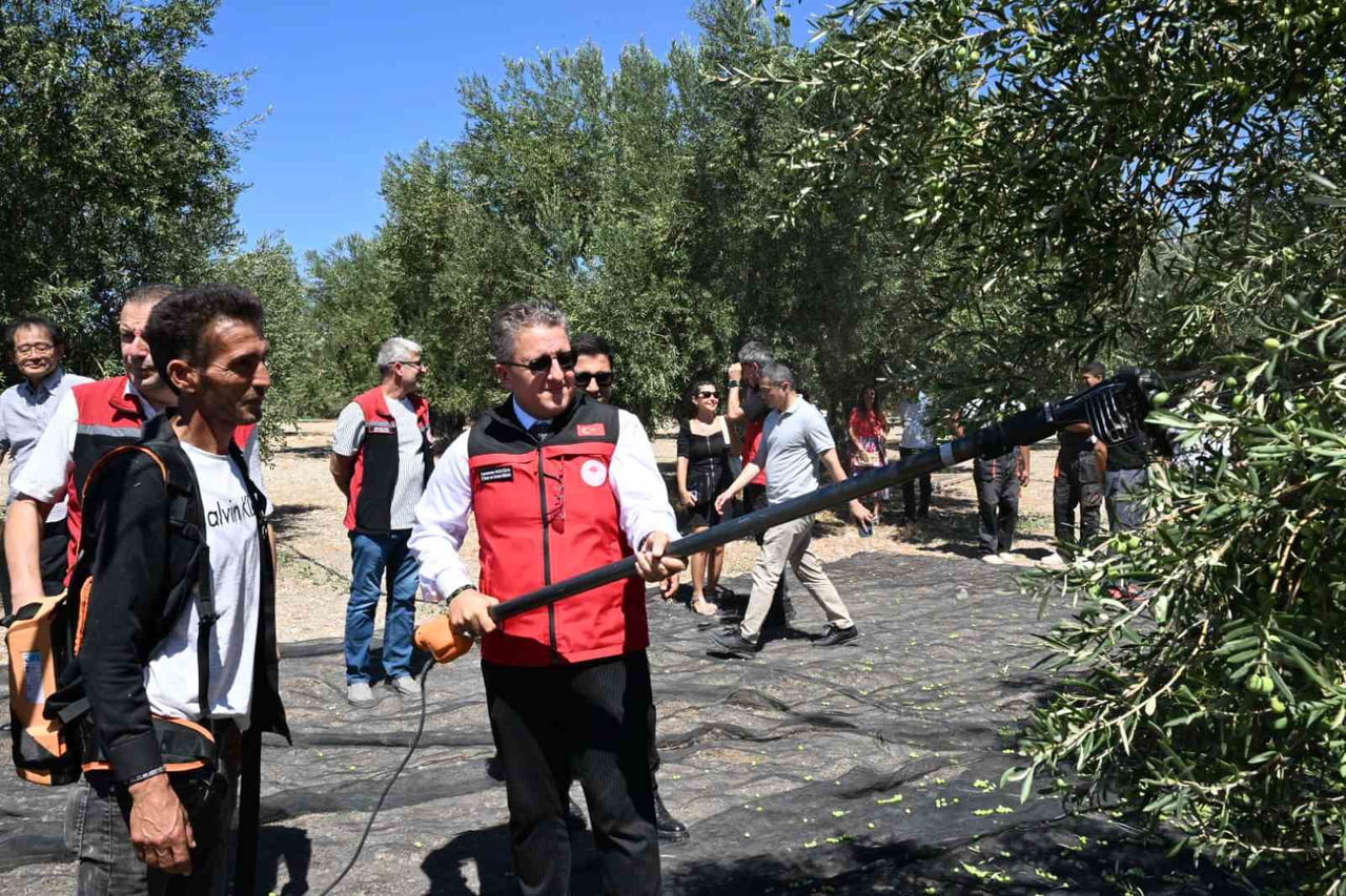 TÜRKİYE’DE SEZONUN İLK ZEYTİN HASADI İZMİR’İN DİKİLİ İLÇESİNDE...