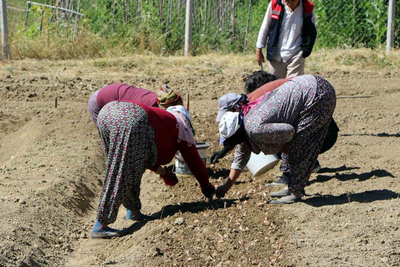 UNESCO DÜNYA MİRASI LİSTESİ'NDE YER ALAN KARABÜK'ÜN SAFRANBOLU İLÇESİNDE, KİLOSU 600 BİN LİRAYA...