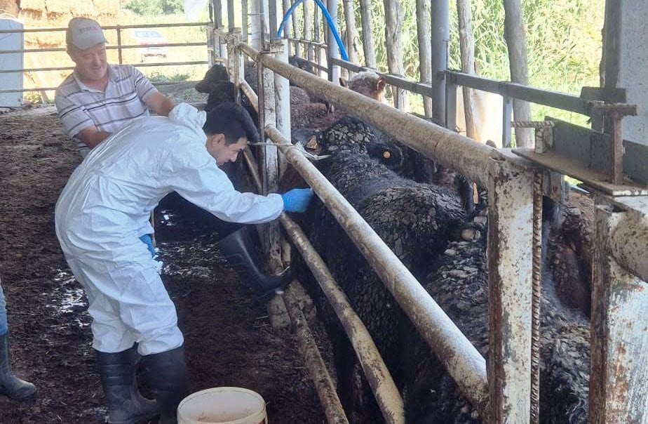 URUGUAY’DAN GETİRİLEN BESİLİK SIĞIRLAR SİMAV’DA KONTROLDEN GEÇİYOR