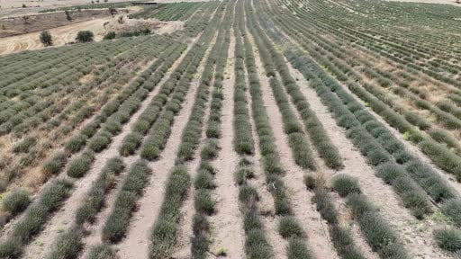 Uşak'ın ilk lavanta bahçesinde 55 dekarlık alanda hasat başladı