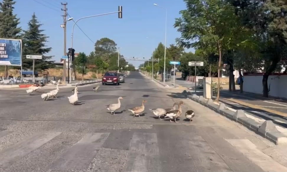 UZUNKÖPRÜ CADDESİ'NE ÇIKAN KAZLAR, PEŞ PEŞE İLERLEYEREK YOLU KULLANINCA SÜRÜCÜLER HIZLARINI...
