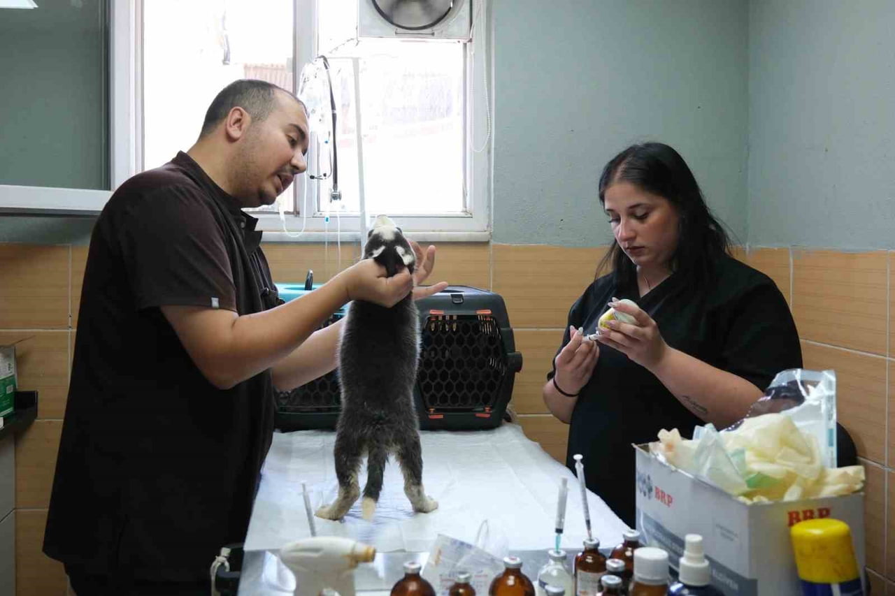YALOVA’NIN ÇİFTLİKKÖY BELEDİYESİ BİRÇOK ALANDA YÜRÜTÜLEN HİZMETLERLE YÜZLERCE CAN DOSTA DESTEK...