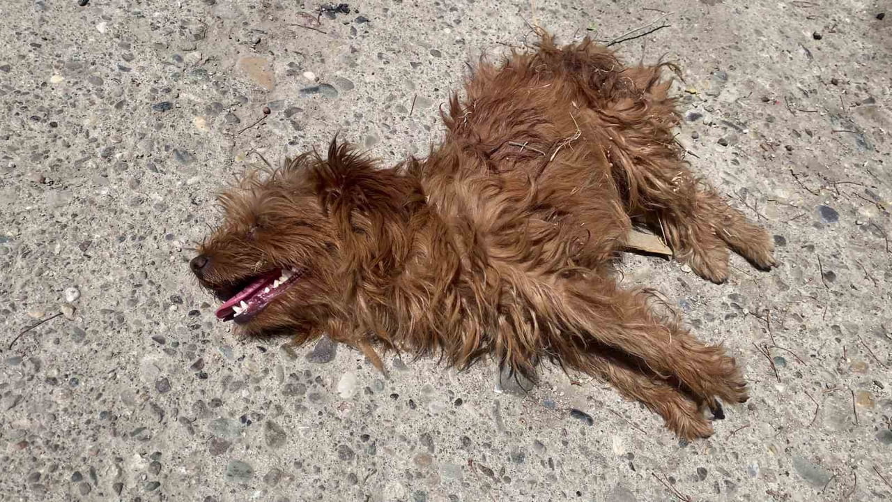 YARALANAN CİNS KÖPEK