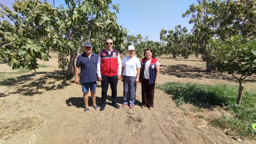 YDIN’IN GERMENCİK İLÇESİNDE TAZE VE KURUTMALIK İNCİR HASADI YAPILAN BAHÇELERDE İNCELEMELERDE...