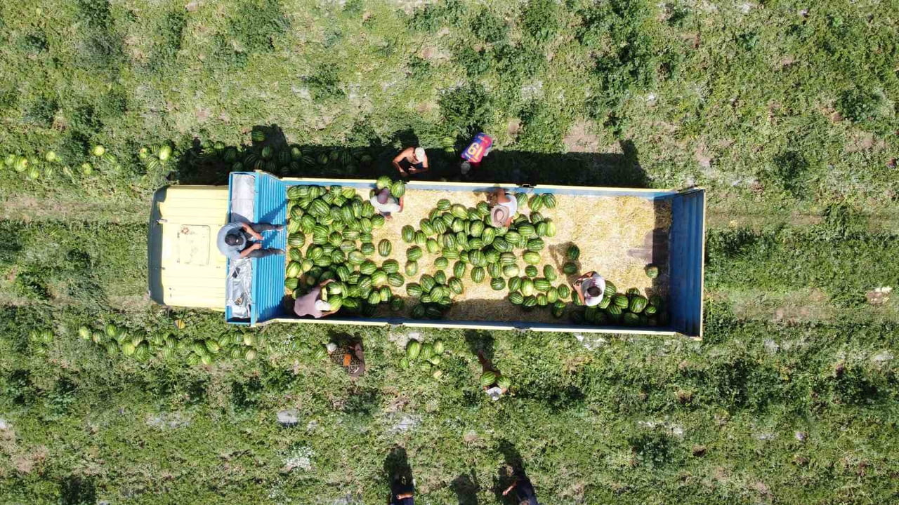 YOZGAT'IN YERKÖY İLÇESİNE BAĞLI SEKİLİ KÖYÜNDE KARPUZ HASADI BAŞLADI. KAVURUCU SICAK ALTINDA...