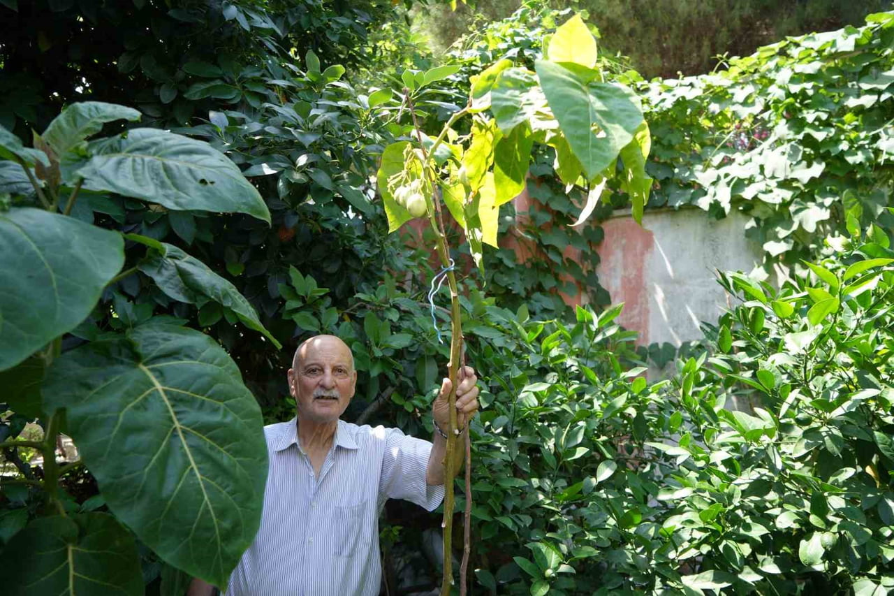 YURT DIŞINDA GÖREV YAPTIĞI VE ZİYARET ETTİĞİ ÜLKELERDE GÖRDÜĞÜ MEYVE VE SEBZELERİN TOHUMLARINI...