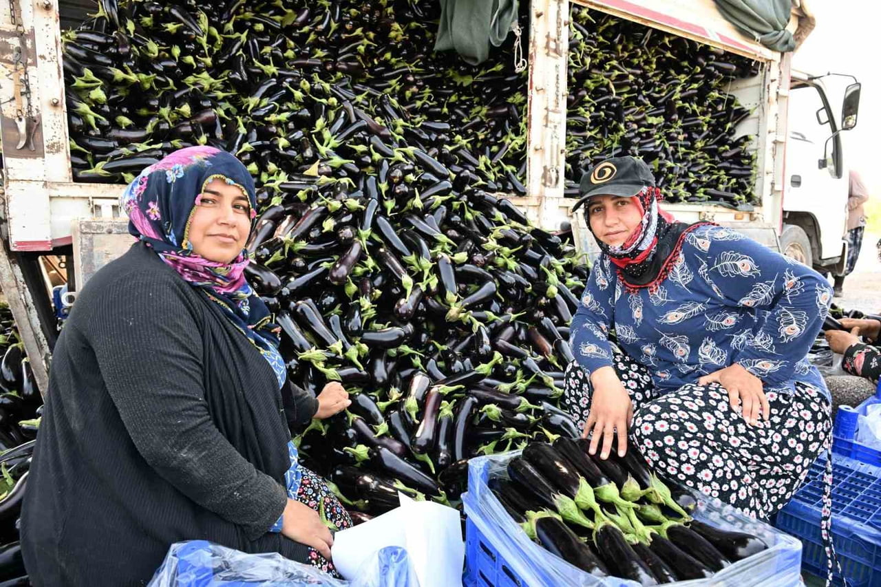 ZARAR GÖREN ÜRÜNLERİN ARDINDAN HIZLI YETİŞEN PATLICAN FİDESİ TALEP EDEN AKTAŞ’A FİDELER YÜZDE 100...