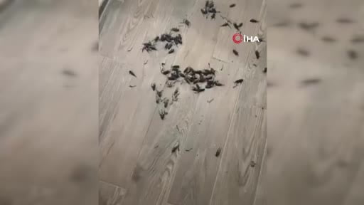 Adana'da cırcır böceği sesleri vatandaşları uyutmuyor