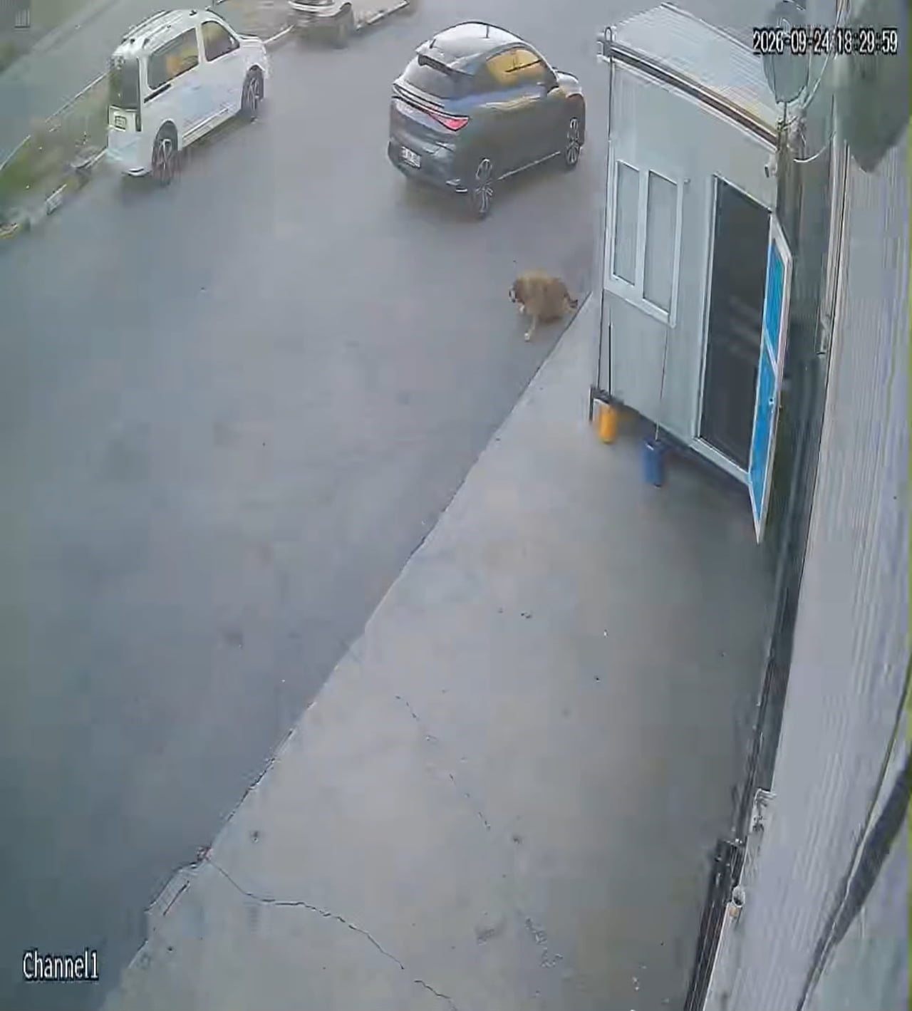 AFYONKARAHİSAR'DA BİR SÜRÜCÜNÜN SOKAK KÖPEĞİNE ÇARPTIKTAN SONRA DURMAYARAK YOLUNA DEVAM ETTİĞİ...