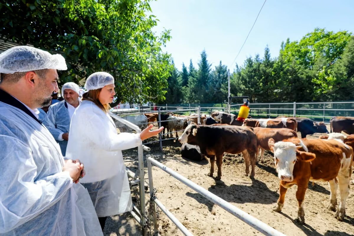 AFYONKARAHİSAR BELEDİYESİ TARAFINDAN VATANDAŞLARIN KALİTELİ VE UYGUN FİYATLI ETE ERİŞİMİNE KATKI...