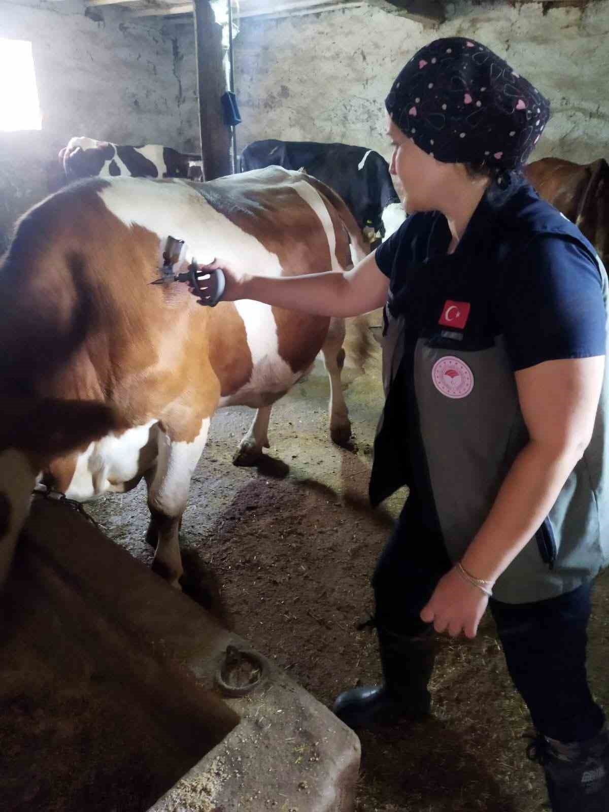 AFYONKARAHİSAR’DA HAYVAN SAĞLIĞININ KORUNMASI VE ŞAP HASTALIĞININ YAYILIMININ ÖNLENMESİ AMACIYLA...