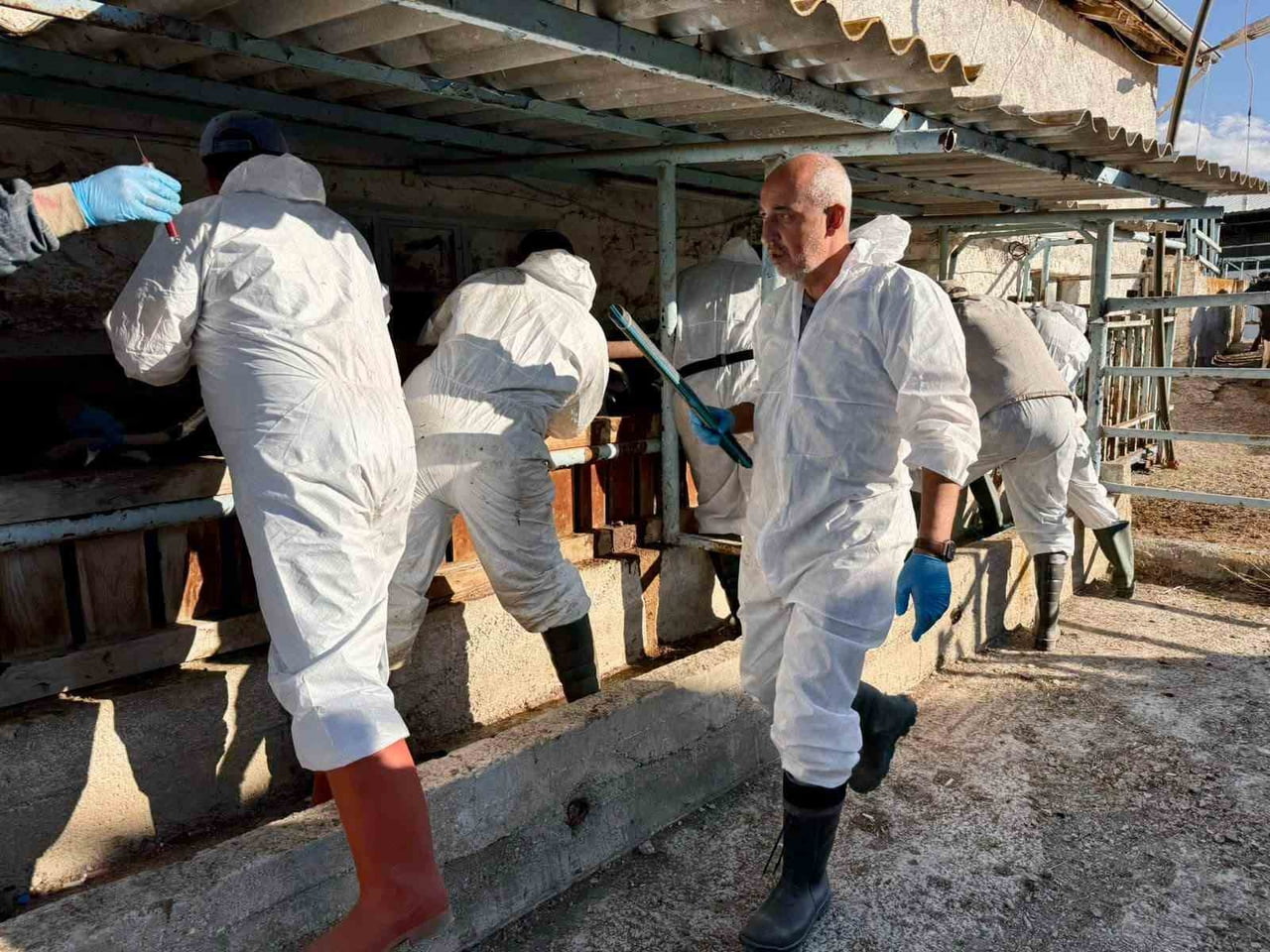 AFYONKARAHİSAR’IN ÇAY İLÇESİNE GETİRİLEN İTHAL DAMIZLIK BÜYÜKBAŞ HAYVANLARIN SAĞLIK KONTROLLERİ...