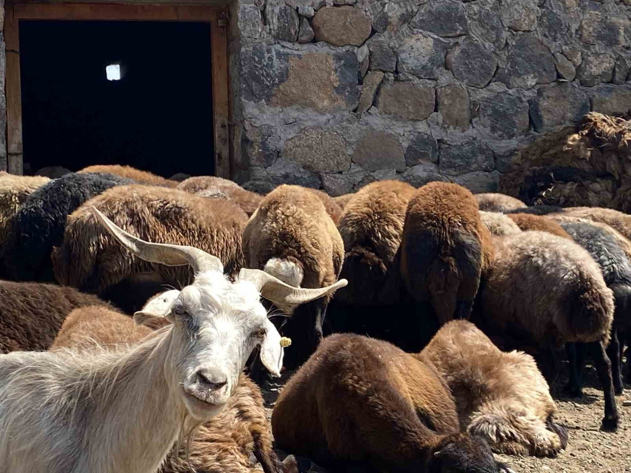 AĞRI'NIN PATNOS İLÇESİNDE KÜÇÜKBAŞ HAYVANCILIKLA UĞRAŞAN ÜRETİCİLERİN KOYUN SAĞIMI MESAİSİ DEVAM...