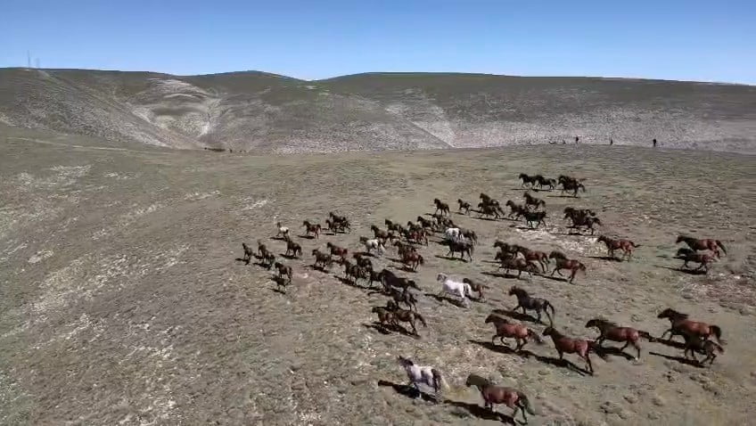 AMASYA’DA AKDAĞ’IN YÜKSEK KESİMLERİNDE YAŞAYAN YILKI ATLARI DÖRT NALA KOŞARKEN DRONLA...