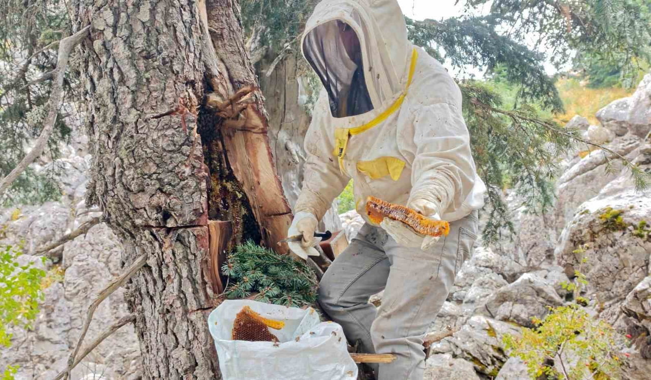ANTALYA'NIN YAYLALARINDA KOVANLARDAN OĞUL VEREREK AYRILAN ARILARIN PEŞİNE DÜŞEN BAL AVCILARI...