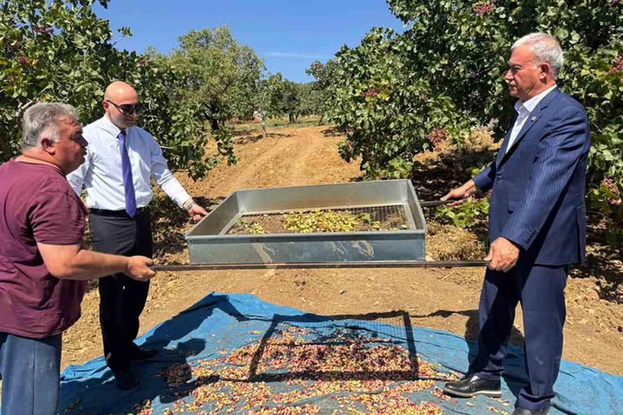 ARABAN’DA ANTEP FISTIĞI HASADI BAŞLADI