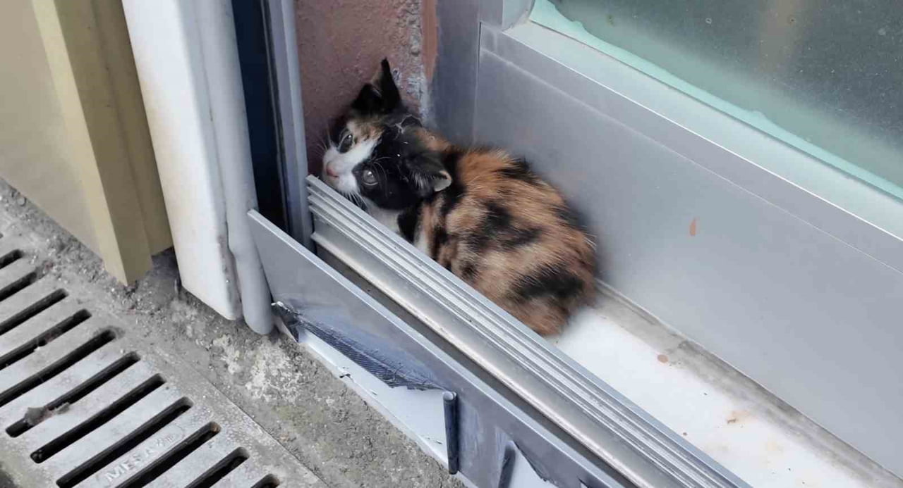ARNAVUTKÖY’DE SABAH SAATLERİNDE OFİSİNDEN GELEN EMLAKÇI ADEM YILDIRIM, UZUN SÜRE KAYNAĞI...
