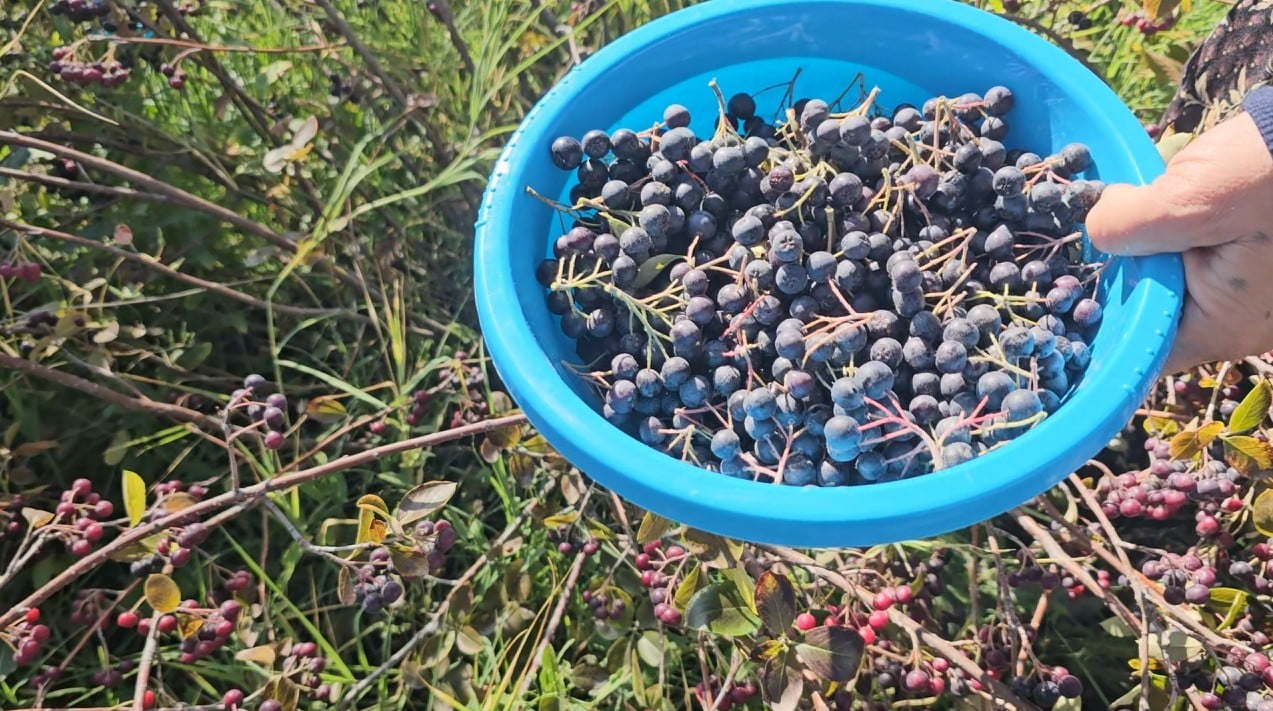 ARONYADA HASAT DÖNEMİ BAŞLADI