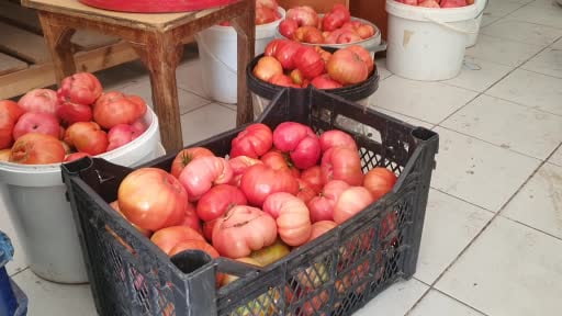Ata tohumu büyük domatesler doğallığıyla dikkat çekiyor