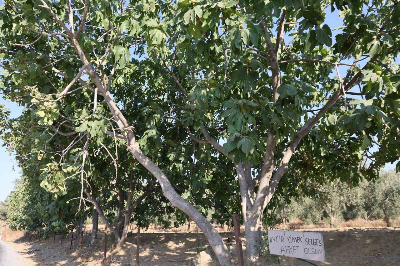 AYDIN’IN EFELER İLÇESİNE BAĞLI KIRSAL MESUTLU MAHALLESİ YOLU ÜZERİNDE BULUNAN BİR İNCİR BAHÇESİNE...