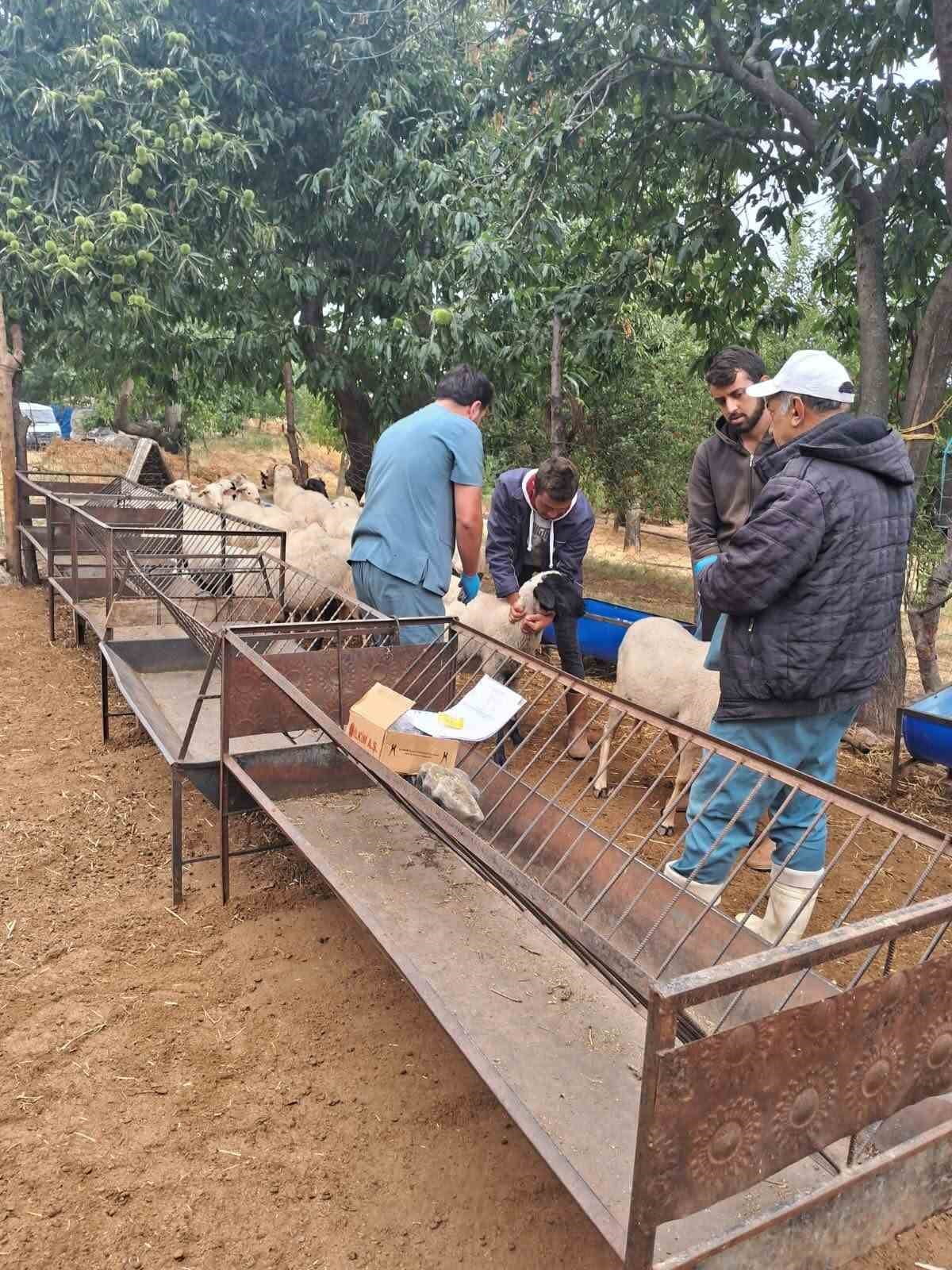 AYDIN’IN KÖŞK İLÇESİNDE KÜÇÜKBAŞ HAYVANLARIN KİMLİKLENDİRİLMESİ VE SAĞLIKLARININ KORUNMASINA...