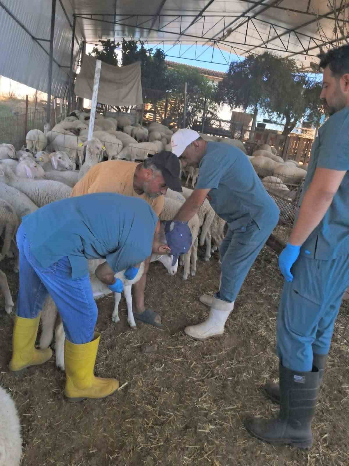 AYDIN’IN KÖŞK İLÇESİNDE KÜÇÜKBAŞ HAYVANLARIN KULAK KÜPESİ TAKILARAK KİMLİKLENDİRİLMESİNE YÖNELİK...