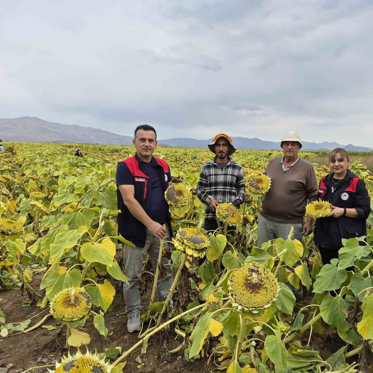 AYDINTEPE’DE AYÇİÇEĞİ HASADI BAŞLADI