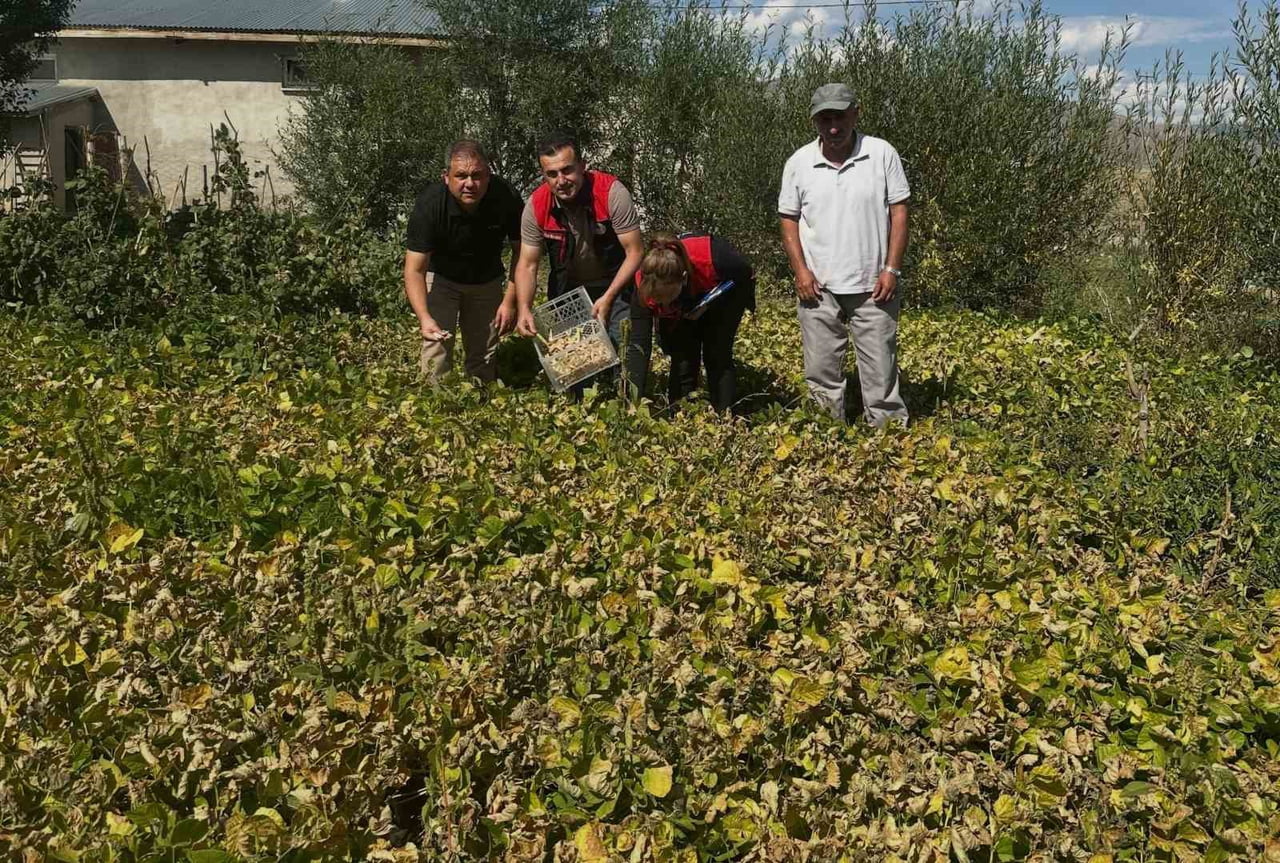 AYDINTEPE ŞEKER FASULYESİ TARLADA DENETLENDİ
