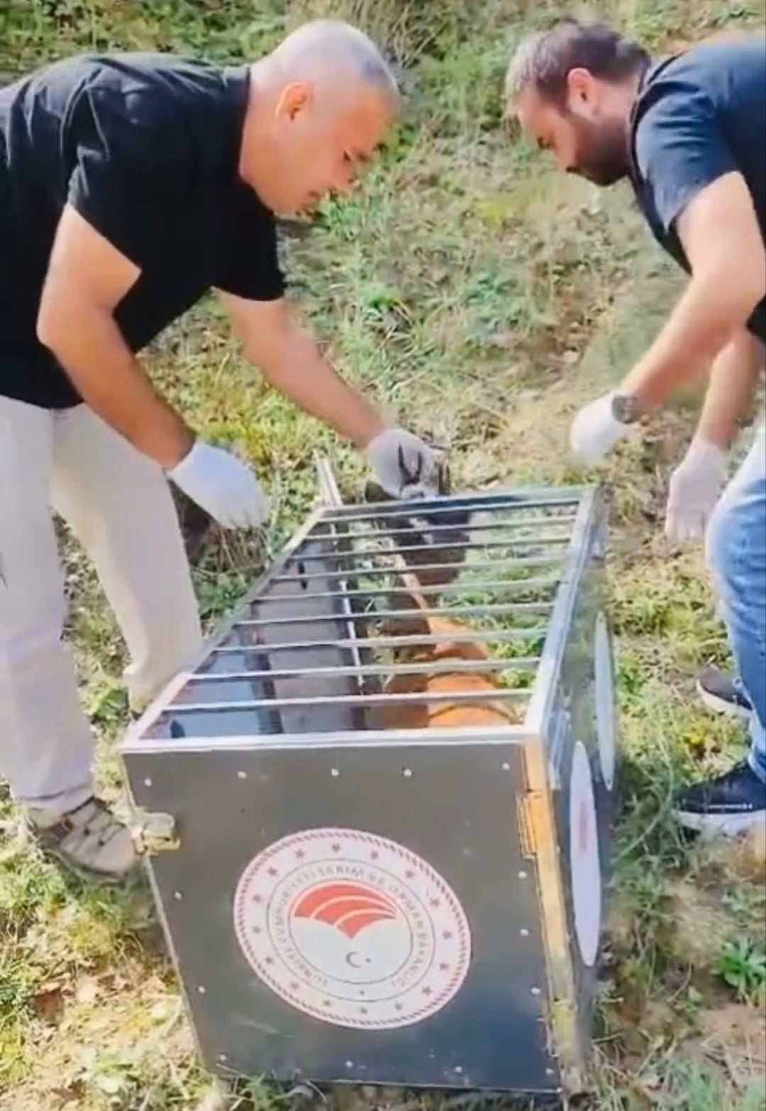 BARTIN'DA ARABA ÇARPMASI SONUCU YARALANAN KARACA TEDAVİSİNİN ARDINDAN DOĞAYA SALINDI.