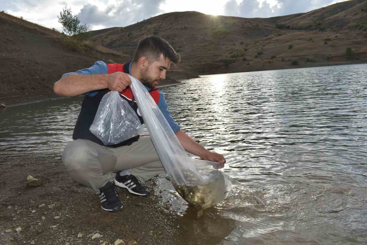BAYBURT'TAKİ GÖLETLERE 150 BİN SAZAN YAVRUSU BIRAKILDI
