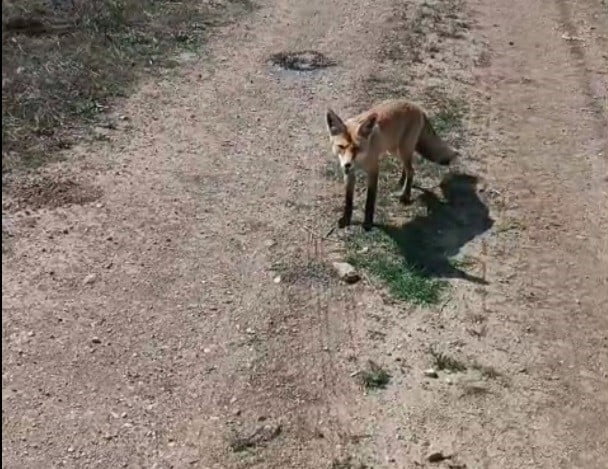 BAYBURTLU VATANDAŞIN 'MAZLUM' ADINI VERDİĞİ TİLKİ PEŞİNDEN AYRILMIYOR