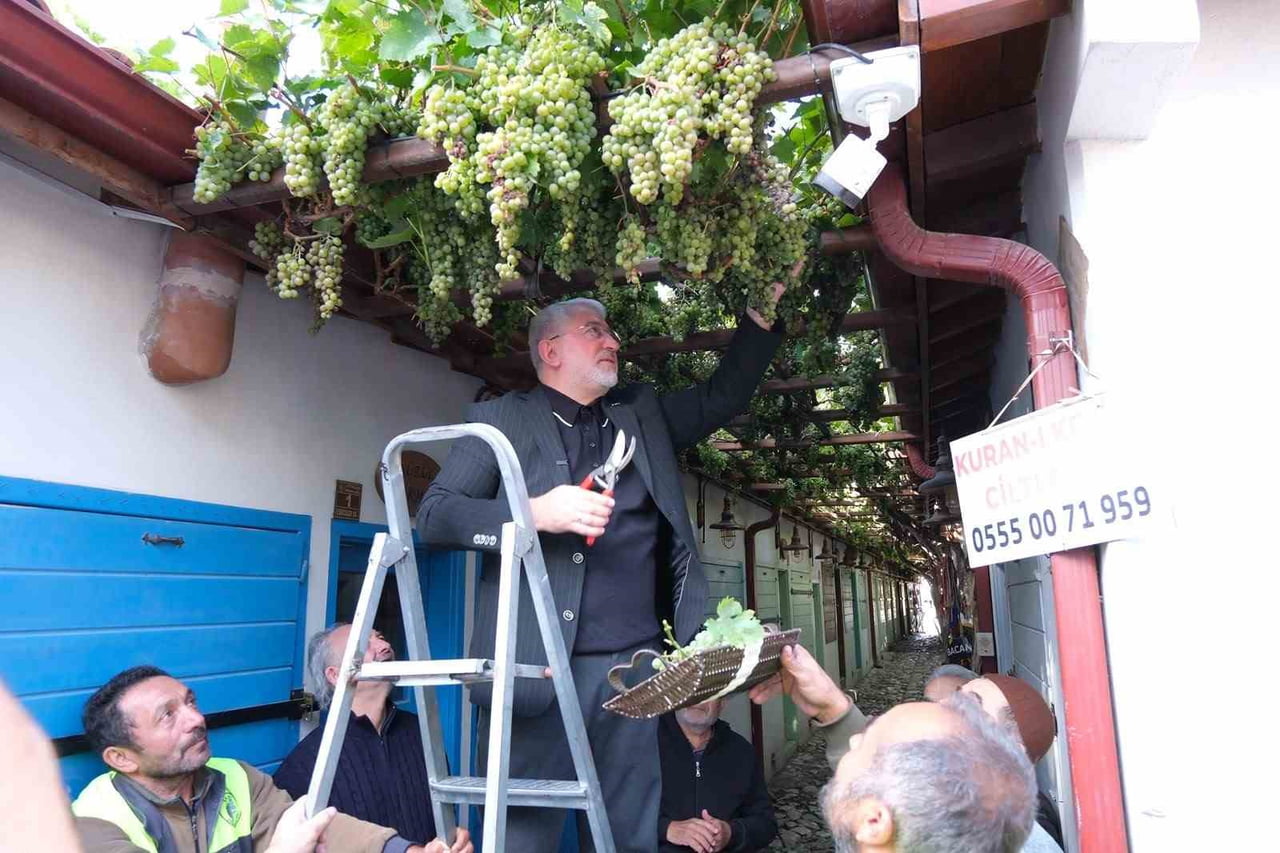 BELEDİYE BAŞKANI HALİL İBRAHİM AŞGIN ÜZÜMLERİ TOPLADI.