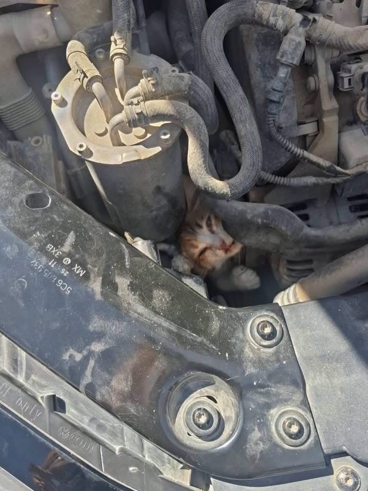 BELEN VE ANTAKYA’DA MAHSUR KALAN HAYVANLAR EKİPLERİN ÇALIŞMASIYLA KURTARILDI.