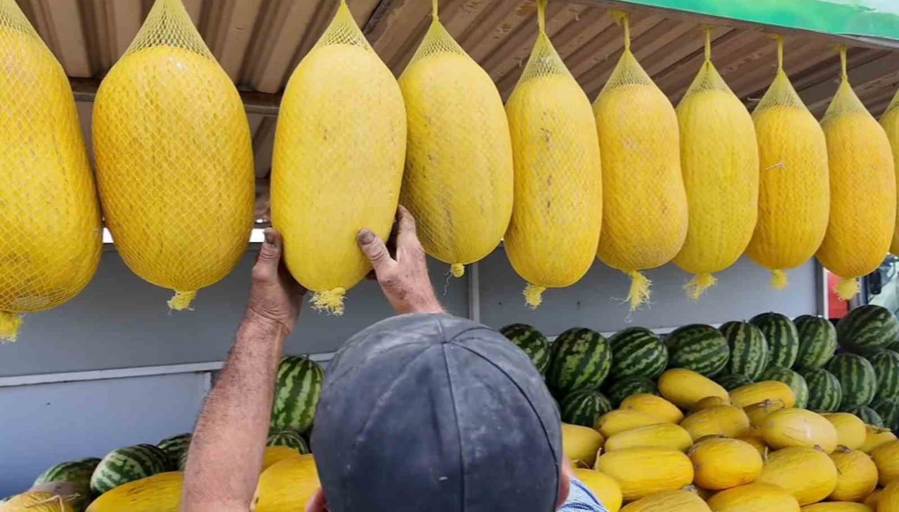 BÖLGEDE YILLARDIR GELENEKSEL YÖNTEMLERLE YETİŞTİRİLEN KAVUN, ÜRETİCİLERİN EMEĞİYLE TARLADAN...