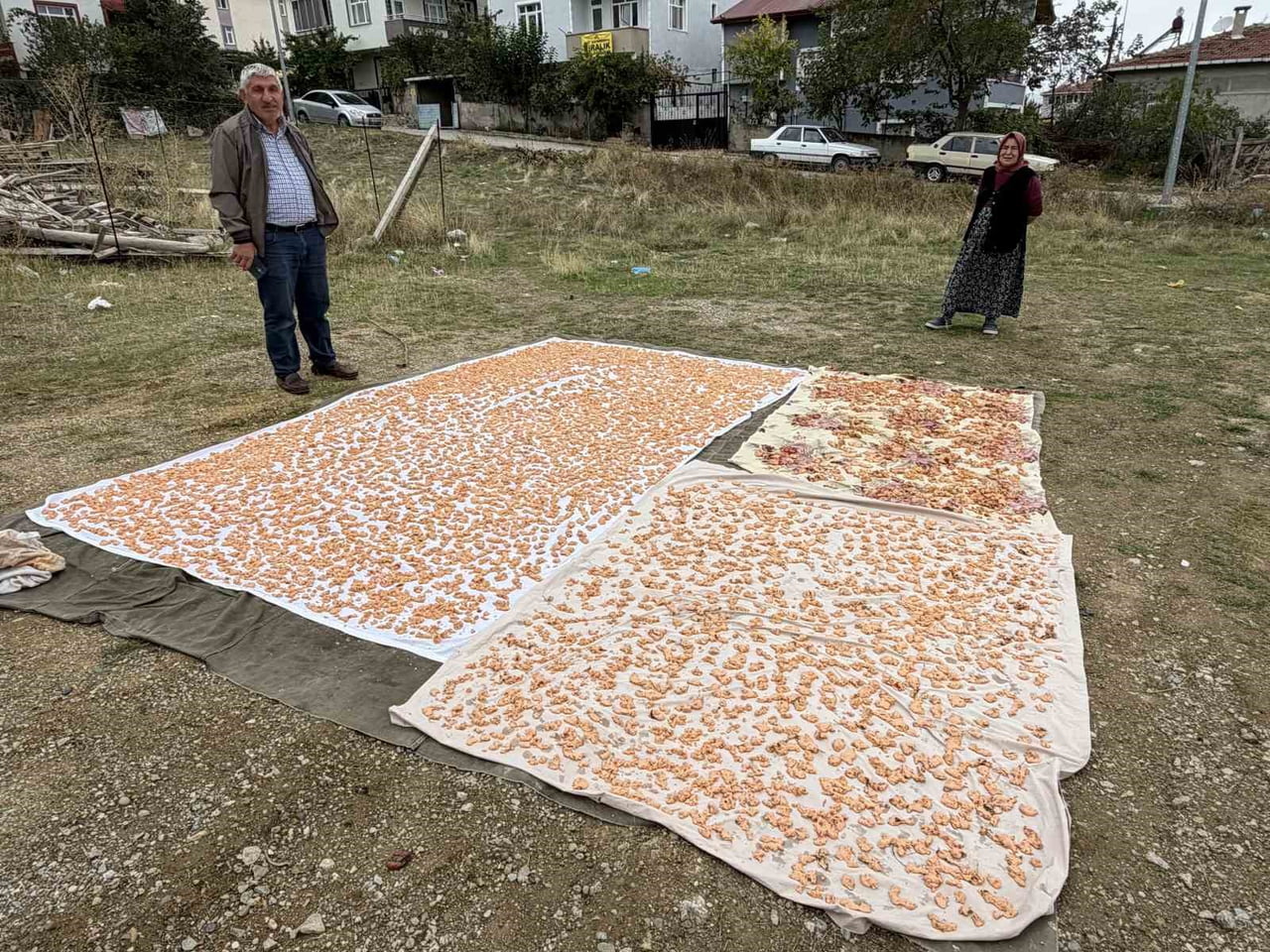 BOYABAT İLÇESİNDE KIŞ AYLARININ YAKLAŞMASIYLA BİRLİKTE GELENEKSEL TARHANA HAZIRLIKLARI...