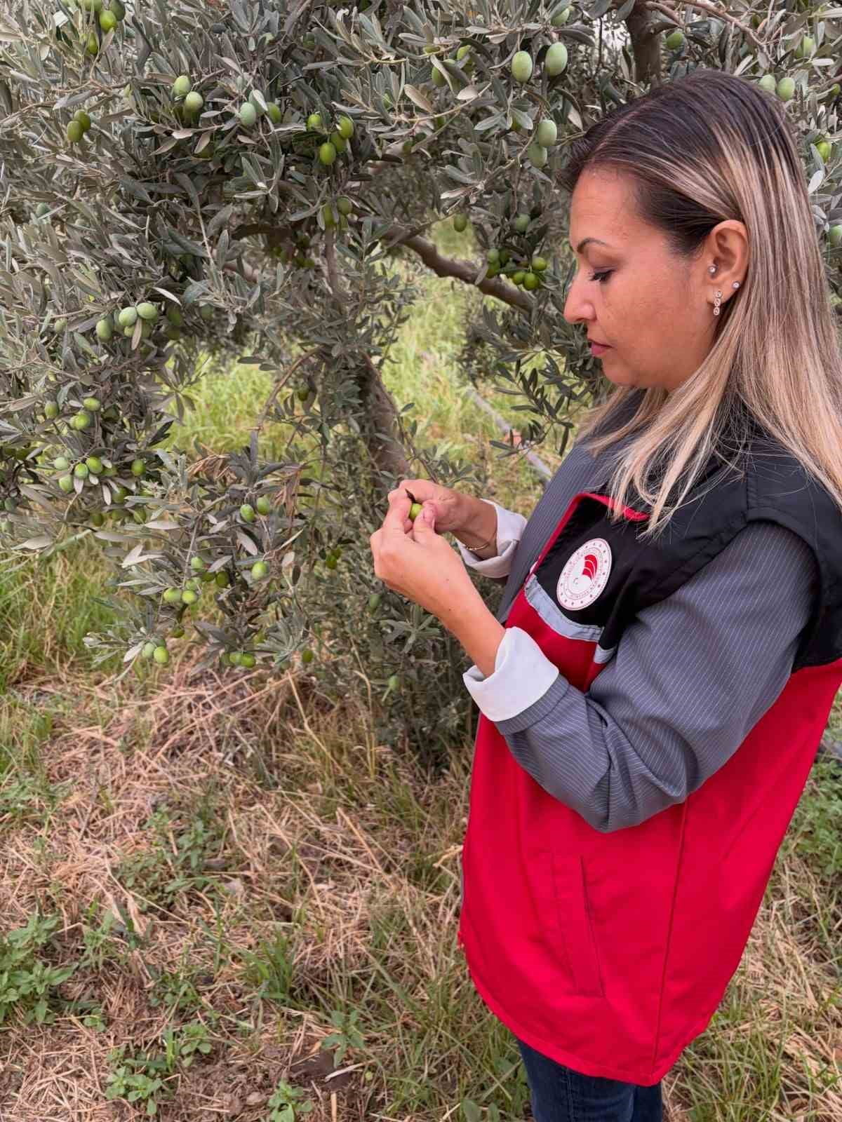 BURHANİYE’DE ZEYTİN BAHÇELERİNDE ZEYTİN SİNEĞİ KONTROLLERİ ARTIRILDI
