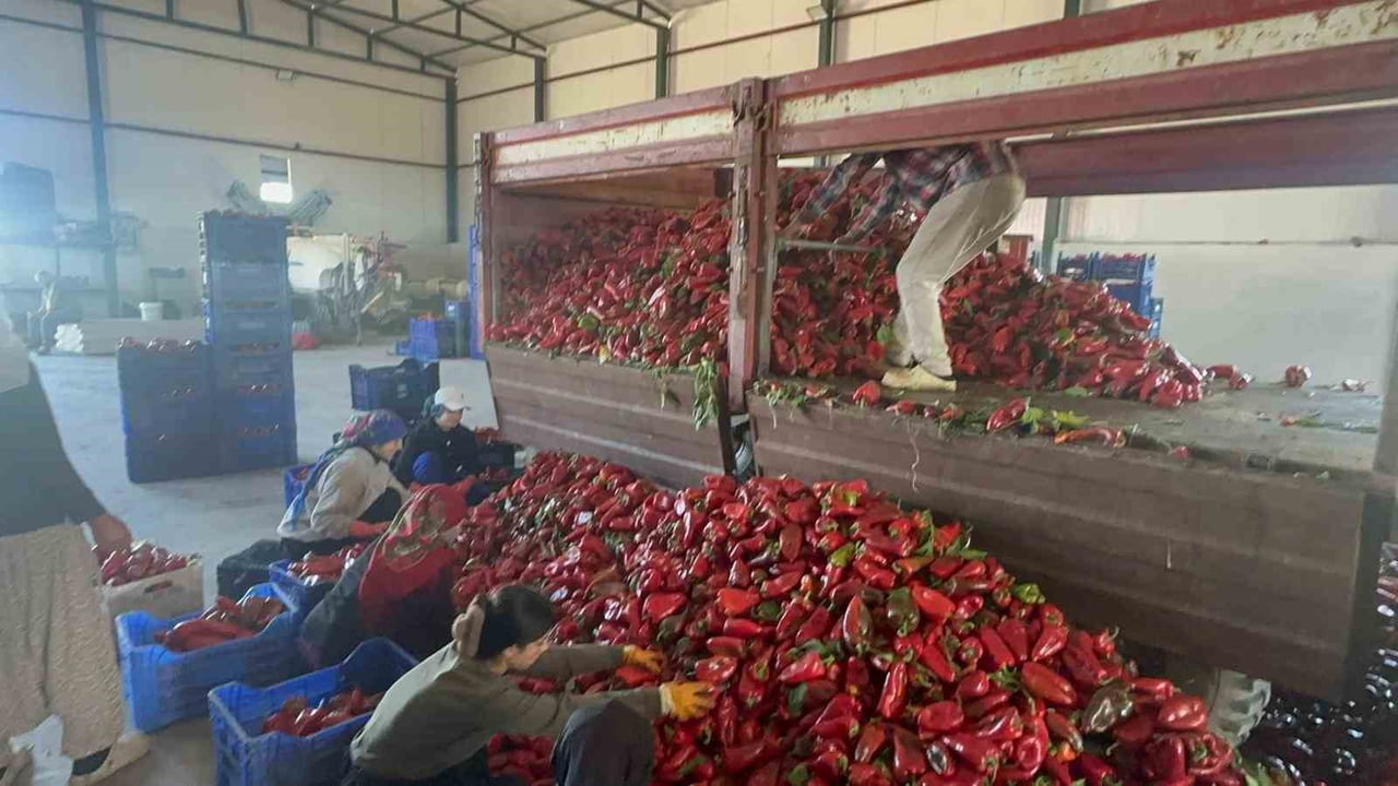 BURSA'NIN KARACABEY İLÇESİNDE YETİŞTİRİLEN VE YÜKSEK AROMASIYLA EV YAPIMI SALÇANIN VAZGEÇİLMEZİ...