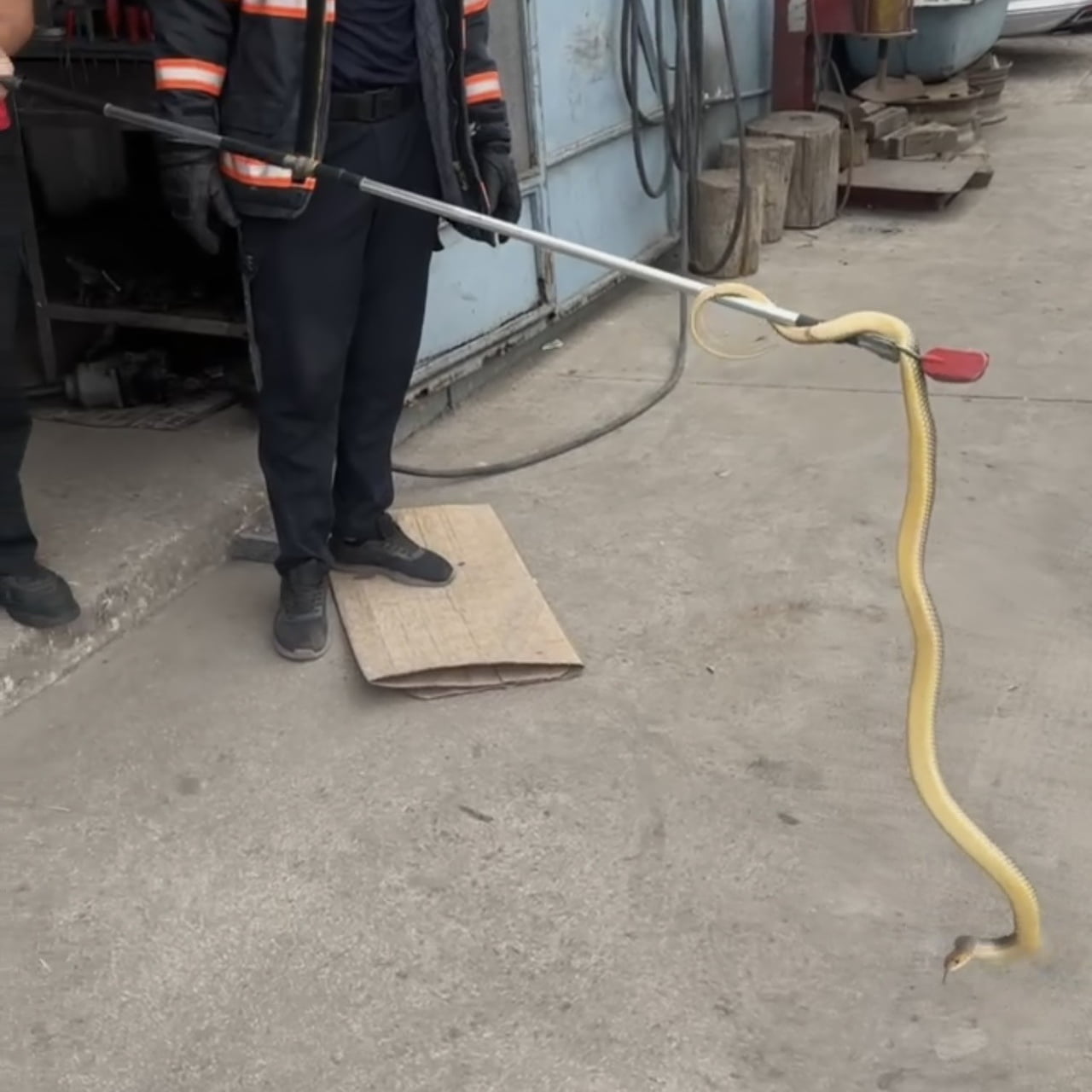 ÇANKIRI’DA BİR İŞ YERİNE GİREN YILAN İTFAİYE EKİPLERİ TARAFINDAN YAKALANARAK DOĞAL YAŞAM ALANINA...