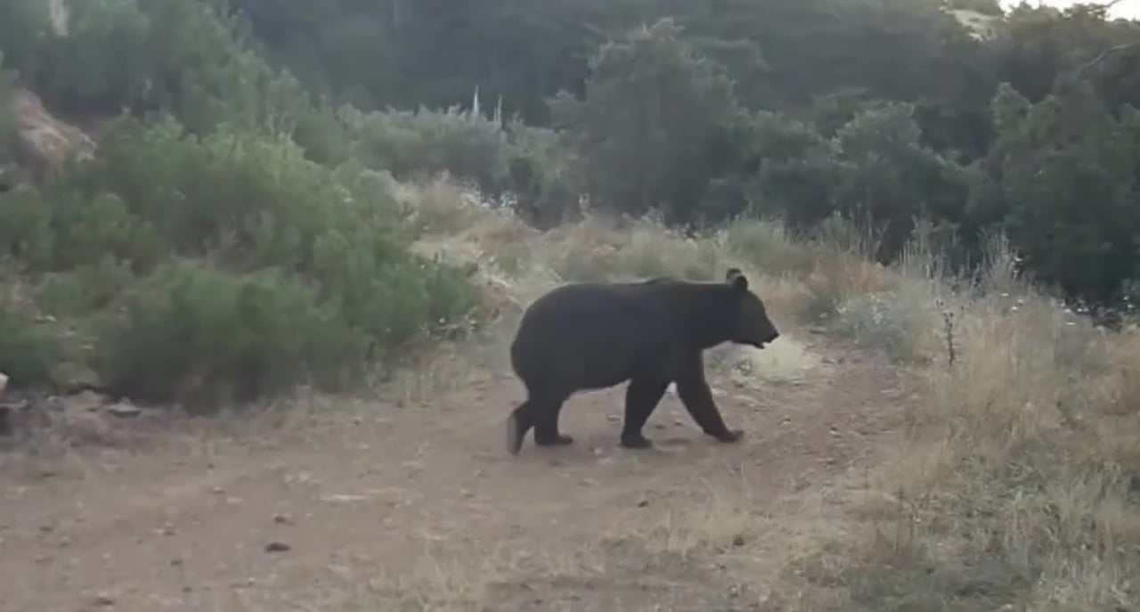 ÇANKIRI’DA DOĞAYA YERLEŞTİRİLEN FOTOKAPANLARLA ORMANDA YİYECEK ARAYAN AYIYI...