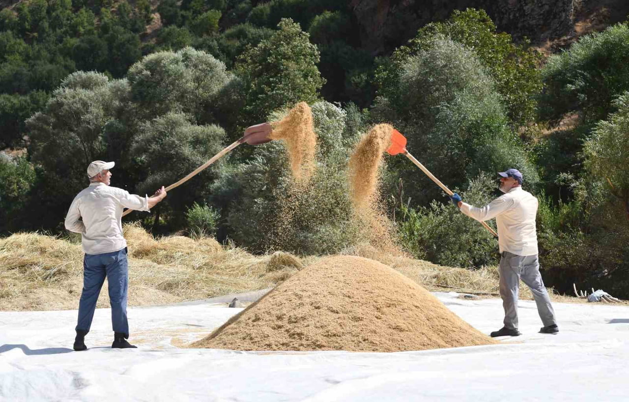 ÇELTİKLİ KÖYÜNDE İMECE USULÜ EKİMİ YAPILAN ÇELTİĞİN HASADI BAŞLADI.