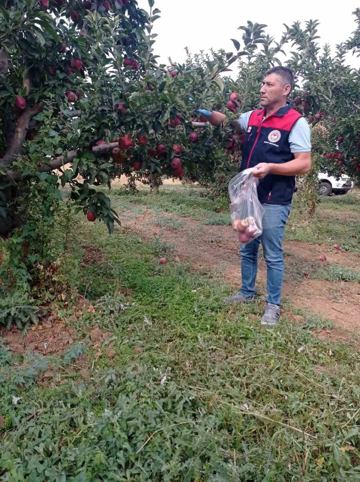ÇİVRİL ELMASINA HASAT ÖNCESİ PESTİSİT KONTROLÜ