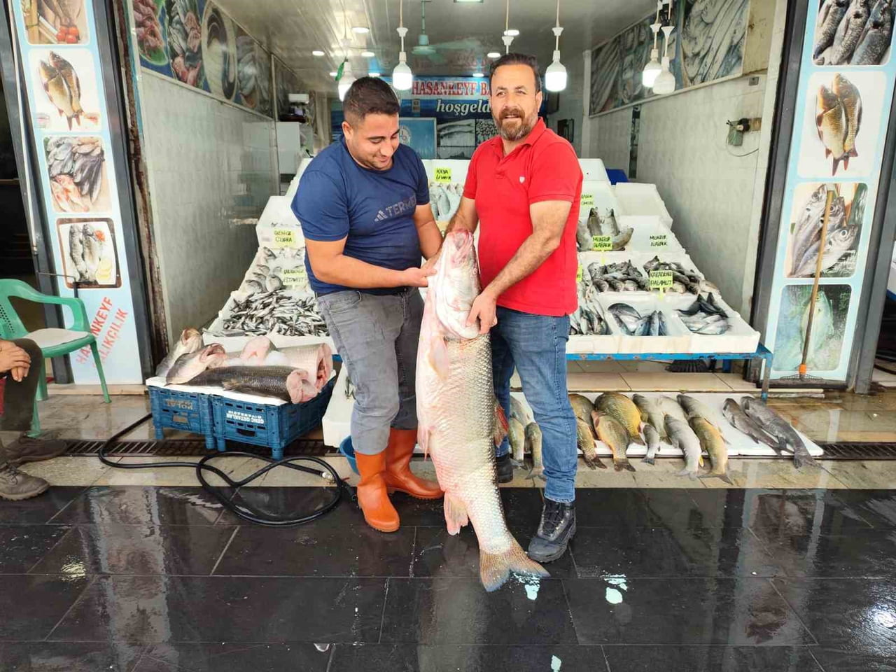CİZRE’DEKİ BOTAN ÇAYI’NDA YAKALANAN 1,5 METRE UZUNLUĞUNDA VE 69 KİLOGRAM AĞIRLIĞINDAKİ DEV TURNA...