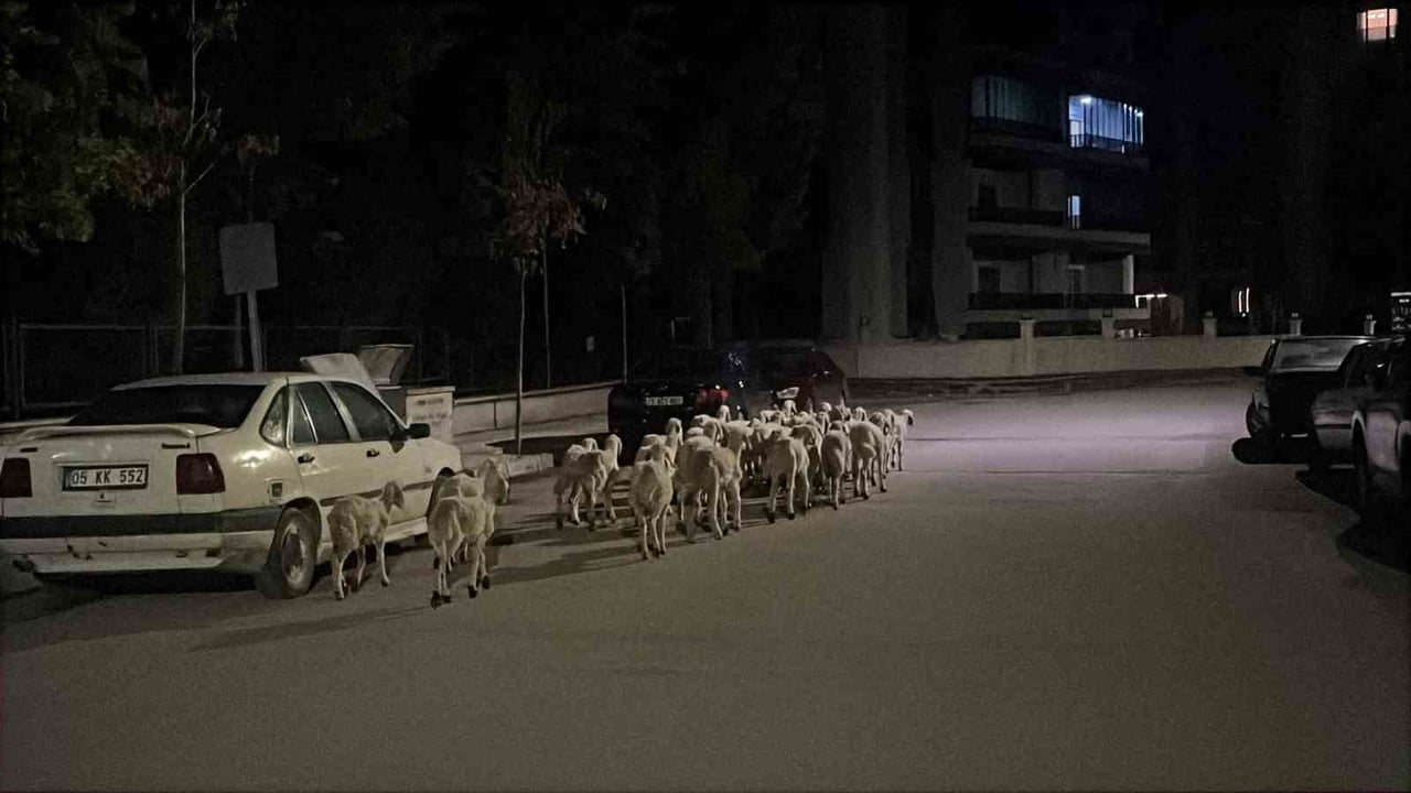 ÇORUM'DA KOYUNLAR AHIRIN KAPISINI KIRARAK FİRAR ETTİ