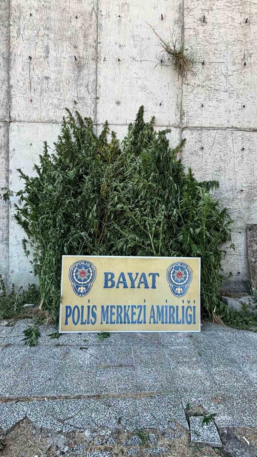 ÇORUM’UN BAYAT İLÇESİNDE POLİS EKİPLERİ TARAFINDAN BİR ÇİFTLİĞE DÜZENLENEN OPERASYONDA 46 KÖK HİNT...