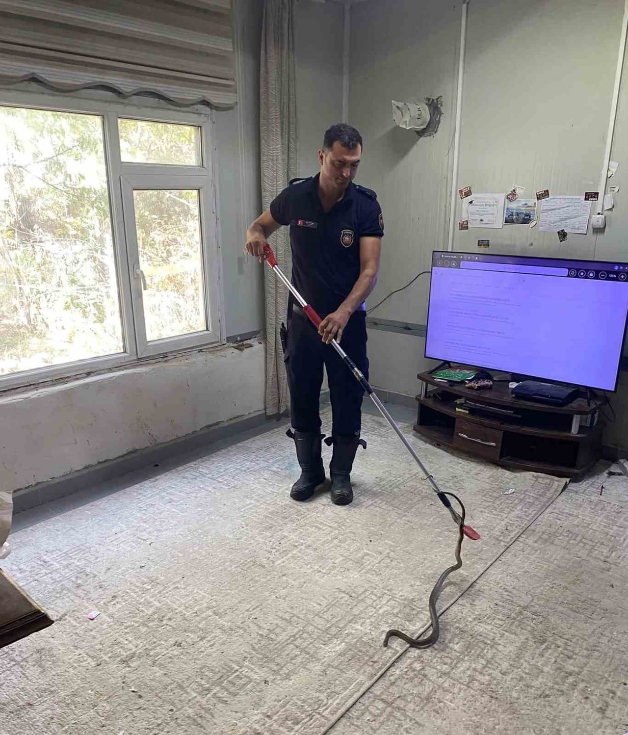 DEFNE ESENBULAK MEVKİSİNDE YERLEŞİM YERİNDE GÖRÜLEN YILAN EKİPLER TARAFINDAN YAKALANARAK DOĞAL...