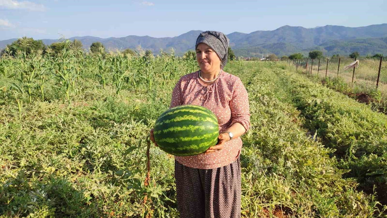 DENİZLİ’NİN BEYAĞAÇ İLÇESİNDE 52 YAŞINDAKİ ÜRETİCİ HATİCE PARILDAYAN’IN 2 DÖNÜMLÜK ARAZİDE ATA...