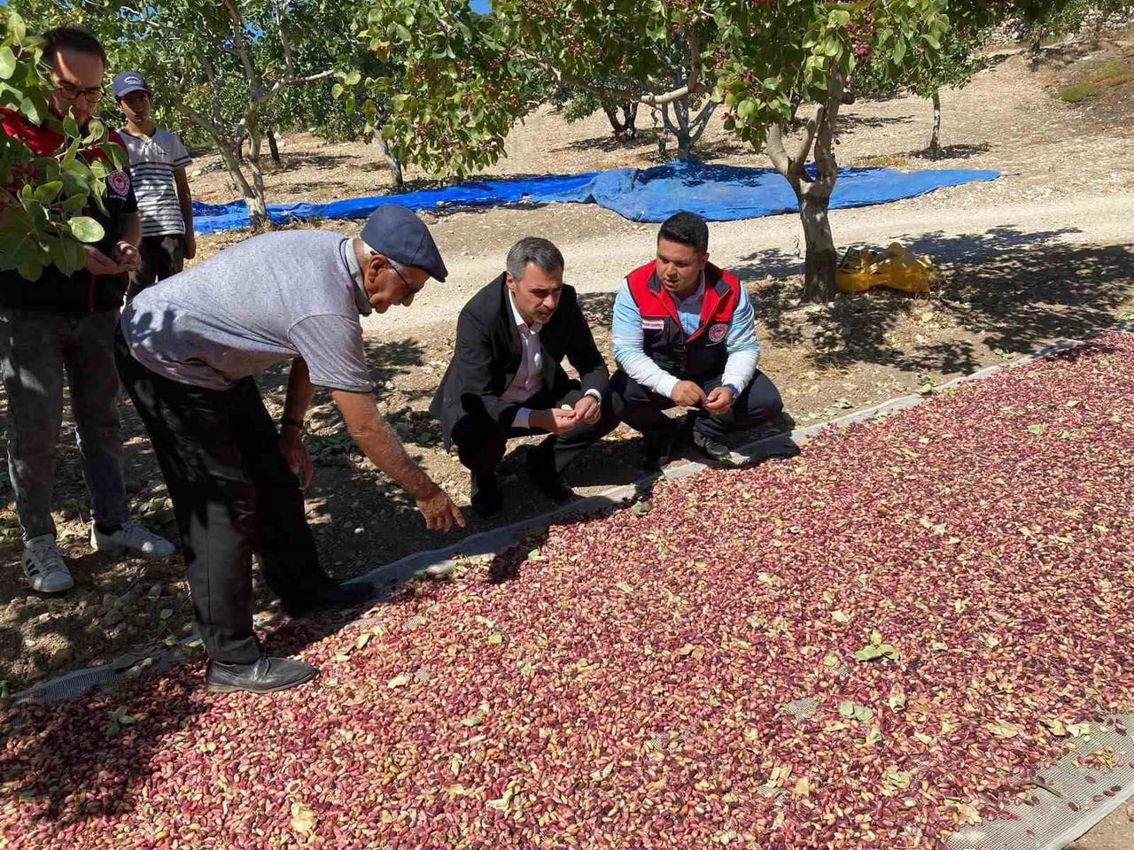 DENİZLİ’NİN GÜNEY’İNDE FISTIK BEREKETİ
