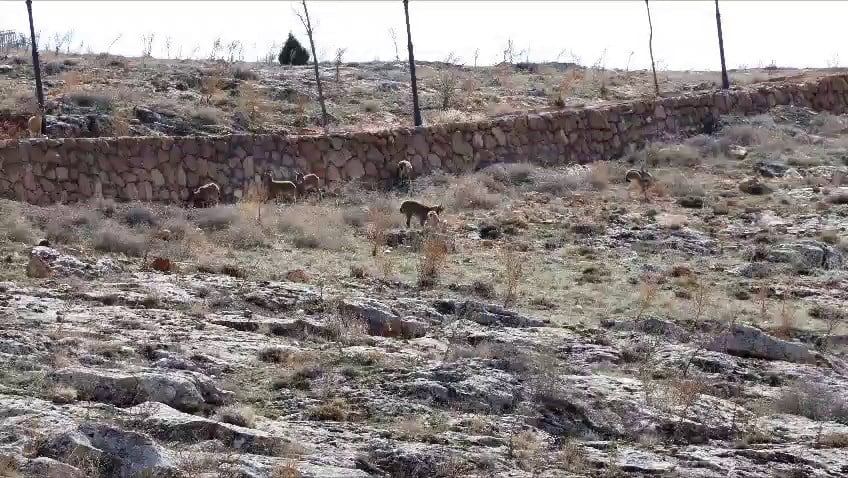 DİVRİĞİ İLÇESİNDE GÖRÜNTÜLENEN DAĞ KEÇİLERİ, CAM SEYİR TERASI ETRAFINDA DOĞAL YAŞAM ORTAMLARINDA...