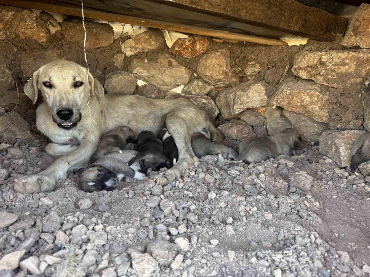 DİYARBAKIR'IN SUR İLÇESİNDE KAYALARIN ARASINA SIKIŞAN YAVRU KÖPEKLER, DUYARLI VATANDAŞ SAYESİNDE...