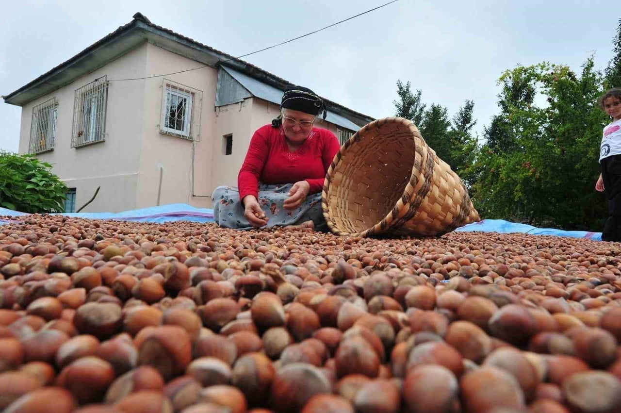 DÜZCE'DEN AVRUPA BİRLİĞİNE ÜYE ÜLKELERE YILIN İLK YARISINDA 7 BİN 192,5 TON İÇ FINDIK İHRAÇ...